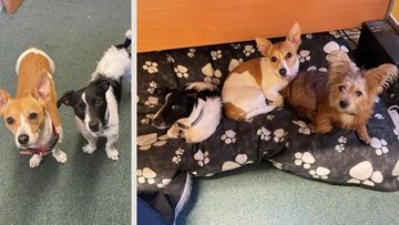 For the love of dogs at Winsford care home